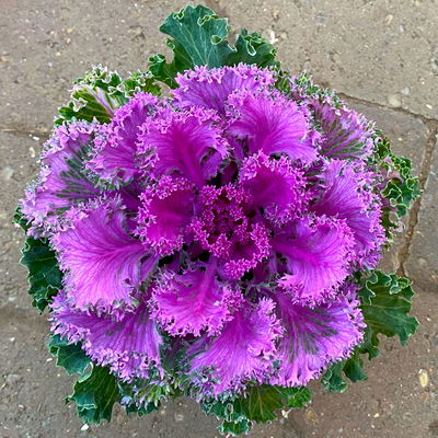 Zierkohl, grün-lila, kraus, Topf-Ø 12 cm, 6 Pflanzen