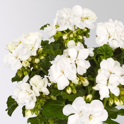 Geranie, weiß, stehend, Topf-Ø 13 cm, 6 Pflanzen Geranie, weiß, stehend, Topf-Ø 13 cm, 6 Pflanzen