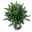 Oleander, Farbe zufällig, Stamm, Topf-Ø 18 cm, Höhe ca. 50