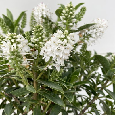 Hebe 'All Blooms®', weiß, Topf-Ø 12 cm, 3 Pflanzen