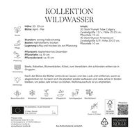 Wildwasser Kollektion 40 Blumenzwiebeln