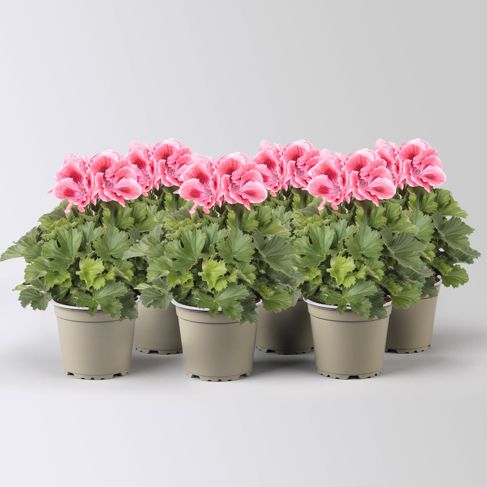 Edelgeranie Bella Donna® 'Don Maxima®', lachs-rot, Topf-Ø 12 cm, 6 Pflanzen Edelgeranie Bella Donna® 'Don Maxima®', lachs-rot, Topf-Ø 12 cm, 6 Pflanzen