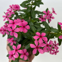 Catharanthus 'Soiree', Farben zufällig, kleinblütig, Topf-Ø 12 cm, 6 Pflanzen Catharanthus 'Soiree', Farben zufällig, kleinblütig, Topf-Ø 12 cm, 6 Pflanzen
