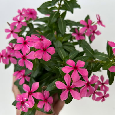 Catharanthus 'Soiree', Farben zufällig, kleinblütig, Topf-Ø 12 cm, 6 Pflanzen Catharanthus 'Soiree', Farben zufällig, kleinblütig, Topf-Ø 12 cm, 6 Pflanzen