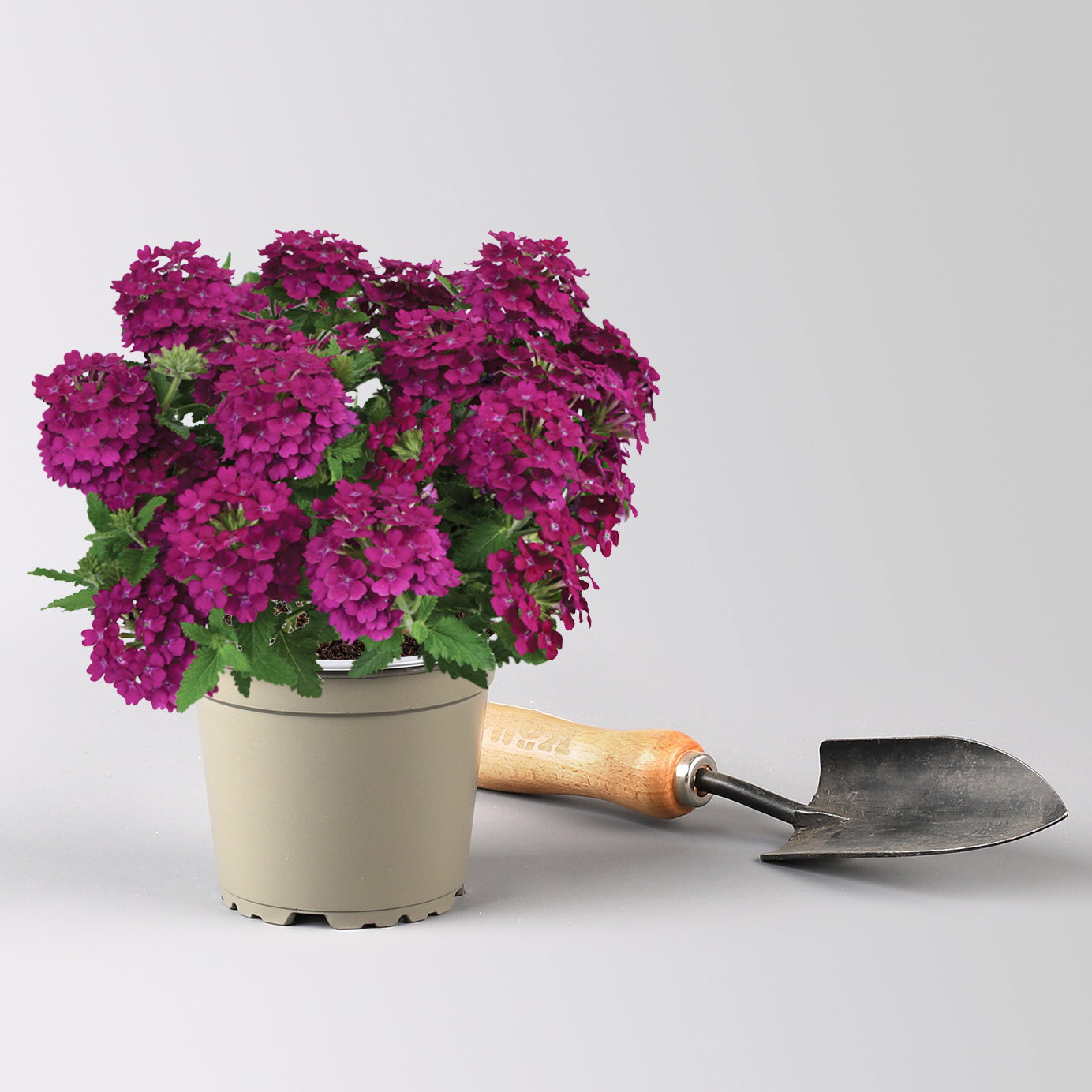 Eisenkraut, bordeaux, Topf-Ø 12 cm, 6 Pflanzen