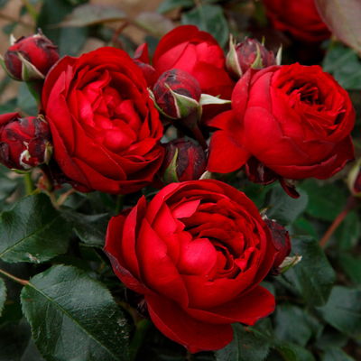 Stammrose 'Till Eulenspiegel®', Beetrose, rot, Stammhöhe 60cm, Topf 7,5 Liter