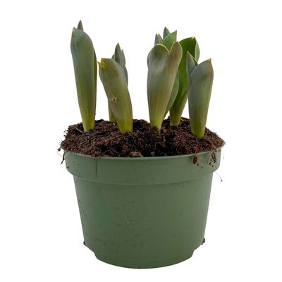 Tulpe, rot-gelb, vorgetrieben, Topf-Ø 15 cm, 3 Pflanzen