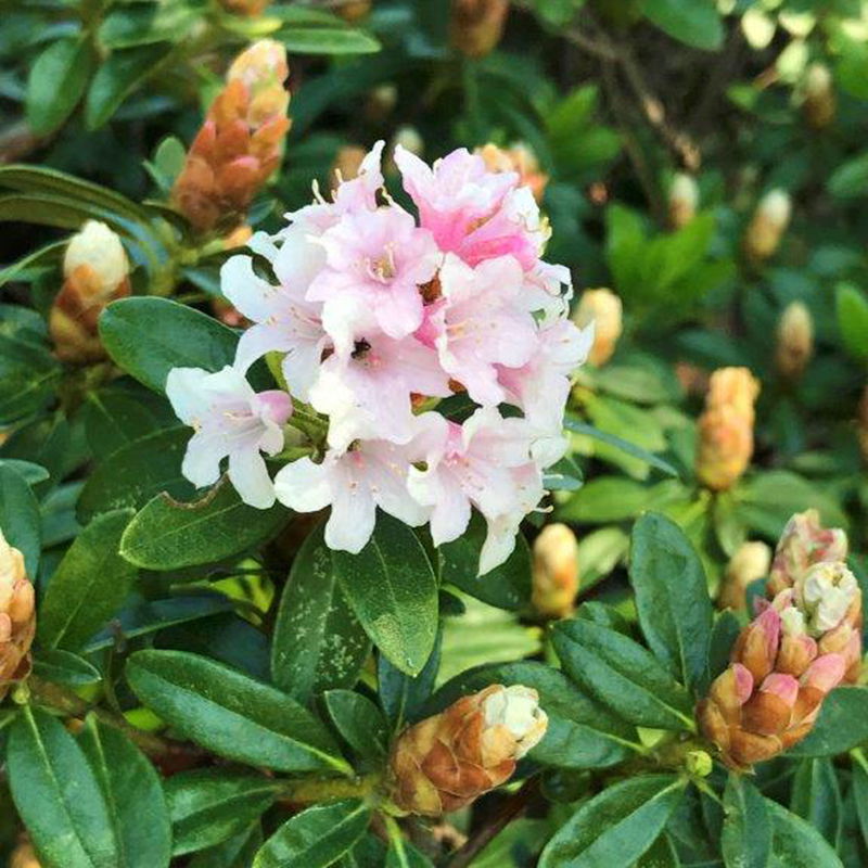 Bloomique 2er-Set Rhododendron Bloombux Pink - Zwerg-Rhododendron  Winterhart Immergrn 30-40 Cm Hoch Topf 17 Cm Immergrner Blhstrauch