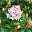 Rhododendron 'Bloombux'® Pink, 6er-Set, Höhe 20-25 cm, Topf 2 Liter