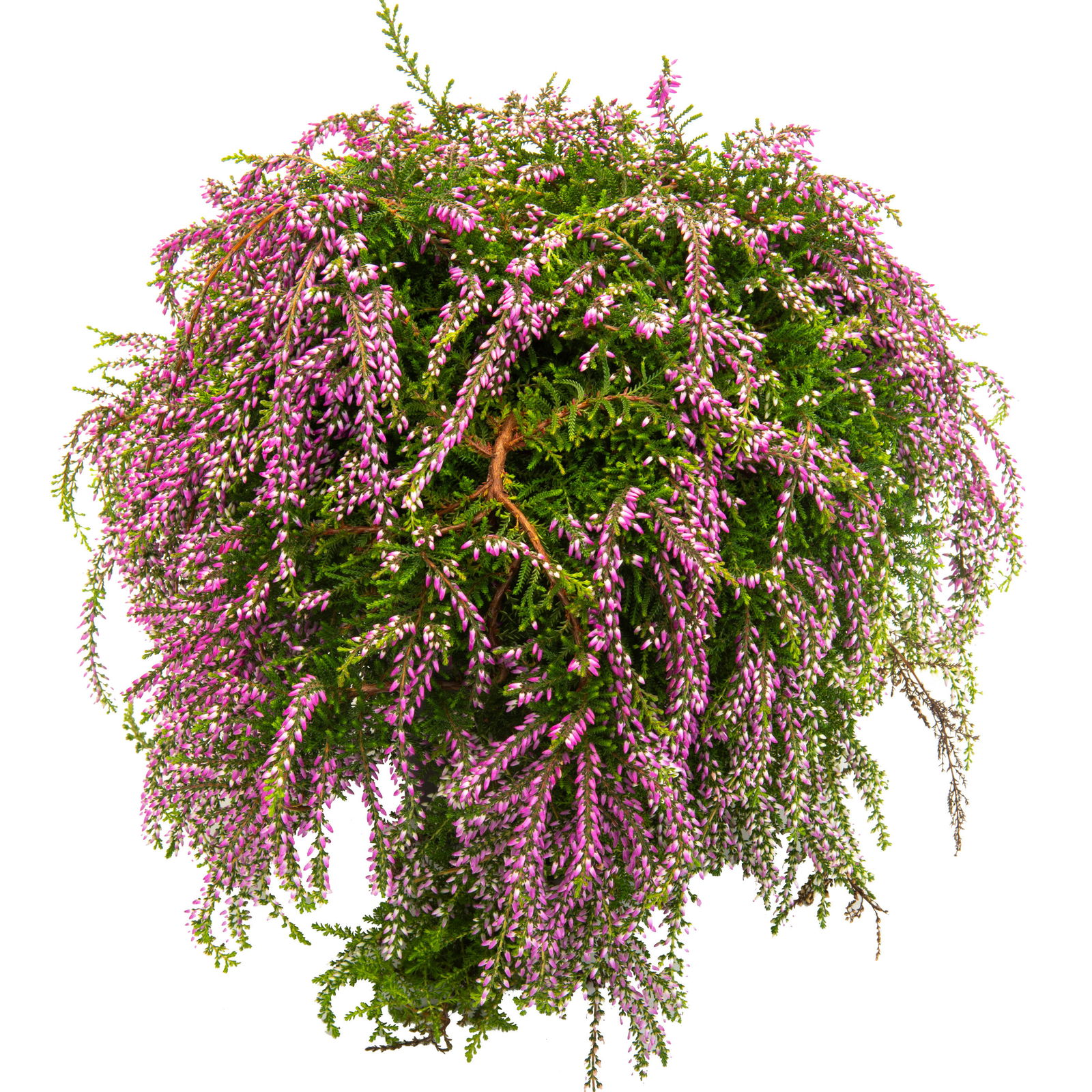 Calluna hängend, lila, Topf-Ø 12 cm, 3 Stück