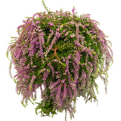 Calluna hängend, lila, Topf-Ø 12 cm, 3 Pflanzen Calluna hängend, lila, Topf-Ø 12 cm, 3 Pflanzen