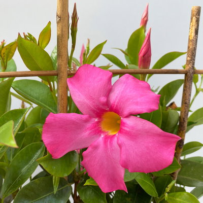 Dipladenie, rosa, Spalier, Topf-Ø 17 cm, Höhe ca. 50 cm, 2 Pflanzen