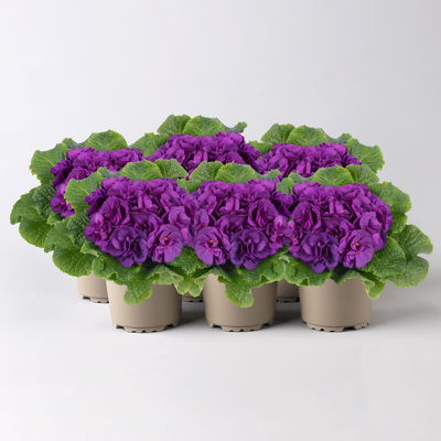 Primel 'PomPom', blau, gefüllt, Topf-Ø 12 cm, 6 Pflanzen