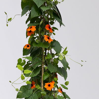 Schwarzäugige Susanne, Pyramide, Farbe zufällig, Topf-Ø 21cm