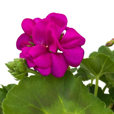 Geranie lila, stehend, Topf-Ø ca. 10,5 cm, 8 Pflanzen