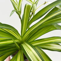 Bio Grünlilie 'Hawaiian', Topf-Ø 12 cm, 2 Pflanzen