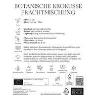 botanische Krokusse 'Prachtmischung', Farbmix, 50 Blumenzwiebeln