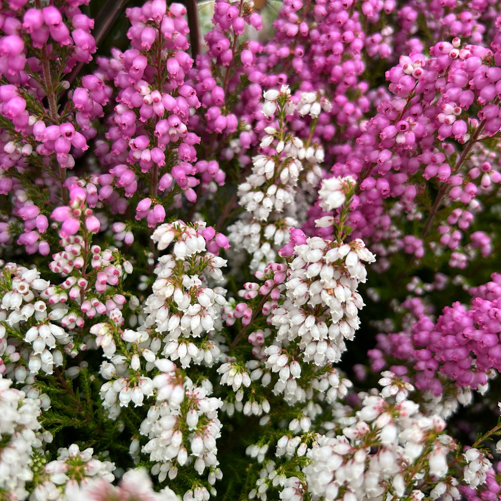 Glockenheide 'Duo', rosa-weiß, Topf-Ø 11 cm, 6 Pflanzen Glockenheide 'Duo', rosa-weiß, Topf-Ø 11 cm, 6 Pflanzen