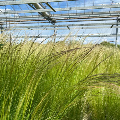 Pflanzenkreation Trockenzauberer, groß, 6 Pflanzen inkl. Erde und Dünger