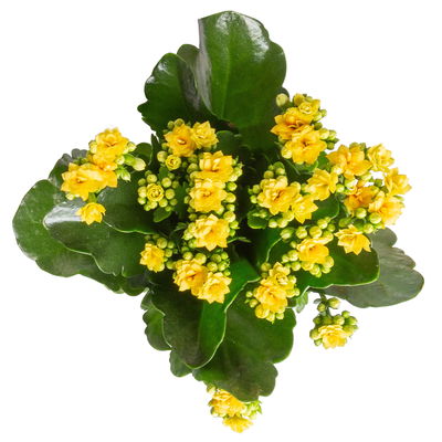 Kalanchoe 'Calandiva'®, gelb&violett, Topf-Ø 12 cm,  Höhe ca. 20-30 cm, 6er-Set