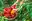 Paprika