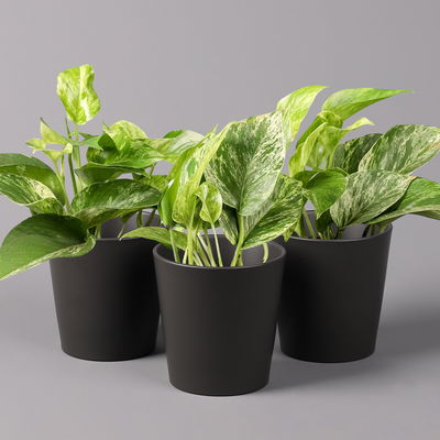 Efeutute 'Marble Queen' inkl. Topf Dallas anthrazit, Topf-Ø 12 cm, 3 Pflanzen Efeutute 'Marble Queen' inkl. Topf Dallas anthrazit, Topf-Ø 12 cm, 3 Pflanzen