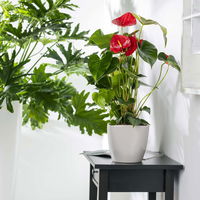 Flamingoblume 'Dakota', rot, Topf-Ø 26 cm, Höhe ca. 80 cm