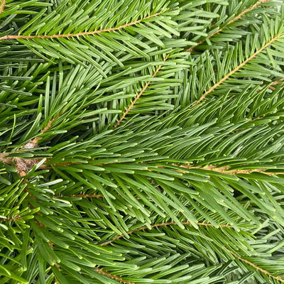 Nordmann- und Nobilis Tannenzweige im Handbund, ca. 2,5 kg, 2 Bund Nordmann- und Nobilis Tannenzweige im Handbund, ca. 2,5 kg, 2 Bund