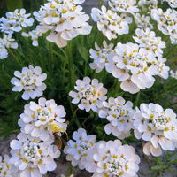 Pflanzenkreation Frühlingsblüten, 12 Pflanzen inkl. Erde