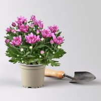 Chrysantheme 'Double', pink, gefüllt, Topf-Ø 12cm, 6 Pflanzen