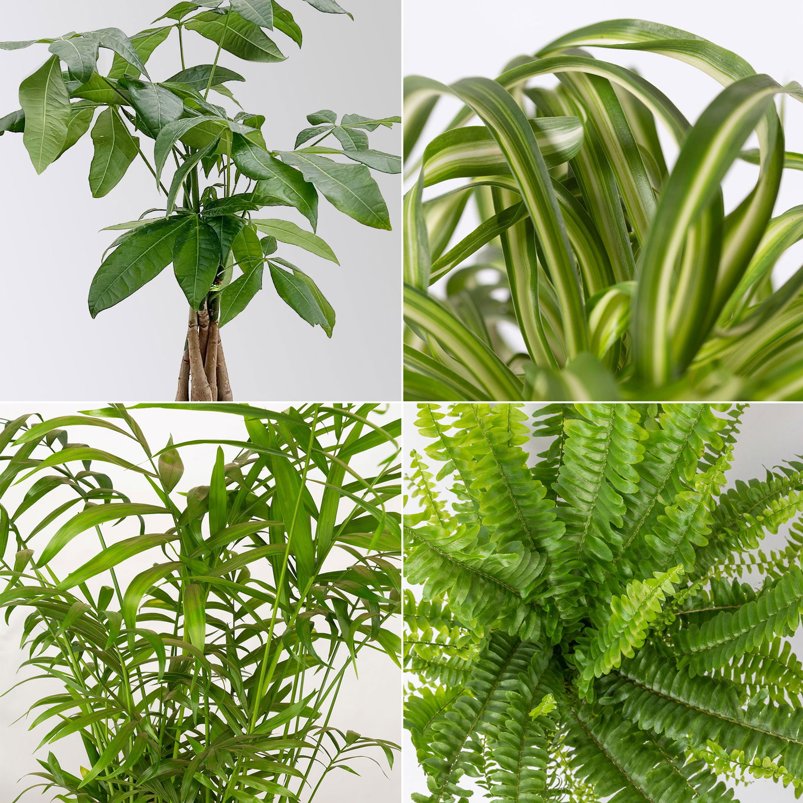 Grünpflanzenkreation 'Tierfreund', Topf-Ø 12cm + Übertopf Dallas, 4 Pflanzen