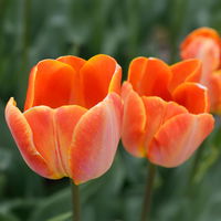 Tulpe orange, vorgetrieben, Topf-Ø 10 cm, 6 Pflanzen