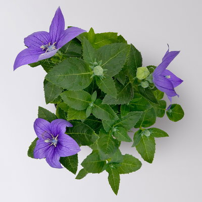 Ballonblume, blau, Topf-Ø 12 cm, 6er-Set Ballonblume, blau, Topf-Ø 12 cm, 6er-Set