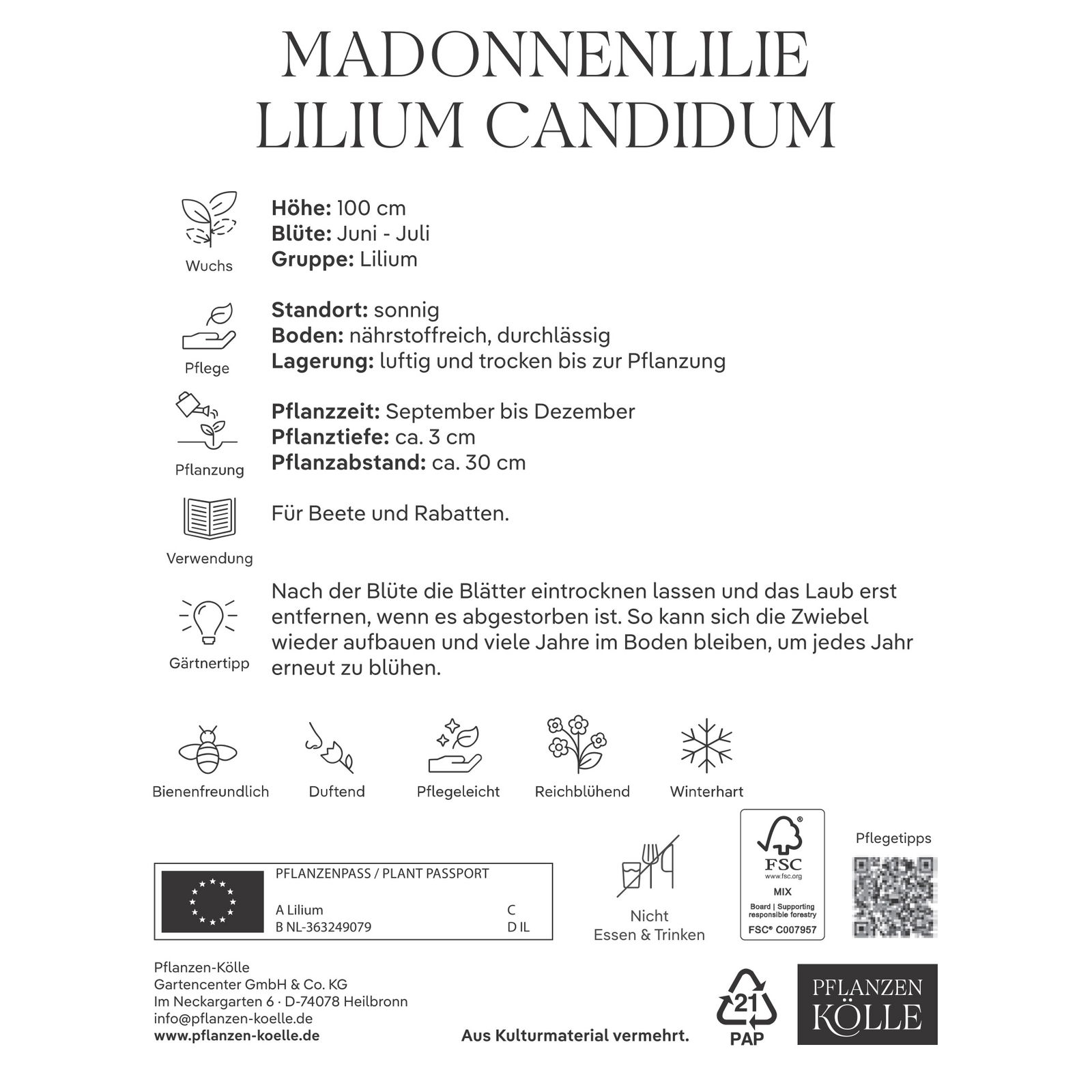 Madonnenlilie (Candidum) reinweiß, 1 Blumenzwiebel