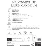 Madonnenlilie (Candidum) reinweiß, 1 Blumenzwiebel