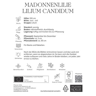 Madonnenlilie (Candidum) reinweiß, 1 Blumenzwiebel Madonnenlilie (Candidum) reinweiß, 1 Blumenzwiebel