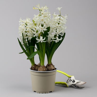 Hyazinthe weiß, vorgetrieben, Topf-Ø 15 cm, 3 Pflanzen Hyazinthe weiß, vorgetrieben, Topf-Ø 15 cm, 3 Pflanzen