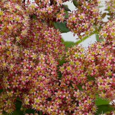 Hohe Fetthenne 'Rose Charm', rosa, Topf-Ø 13 cm, 6er-Set Hohe Fetthenne 'Rose Charm', rosa, Topf-Ø 13 cm, 6er-Set