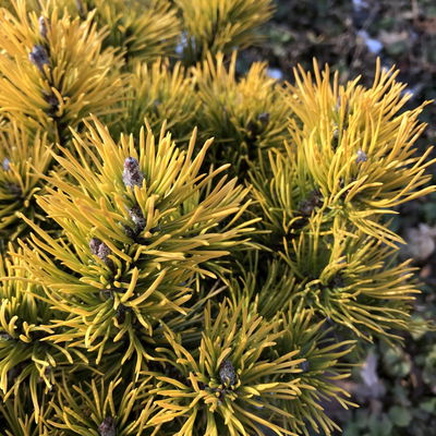 Wintergelbe Bergkiefer 'Carsten's Wintergold', Höhe 25-30 cm, Topf 4 lt, 2er-Set Wintergelbe Bergkiefer 'Carsten's Wintergold', Höhe 25-30 cm, Topf 4 lt, 2er-Set