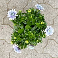 Osteospermum 'Steel Blue' hellblau-blau, gefüllt, Topf-Ø 12 cm, 6 Pflanzen