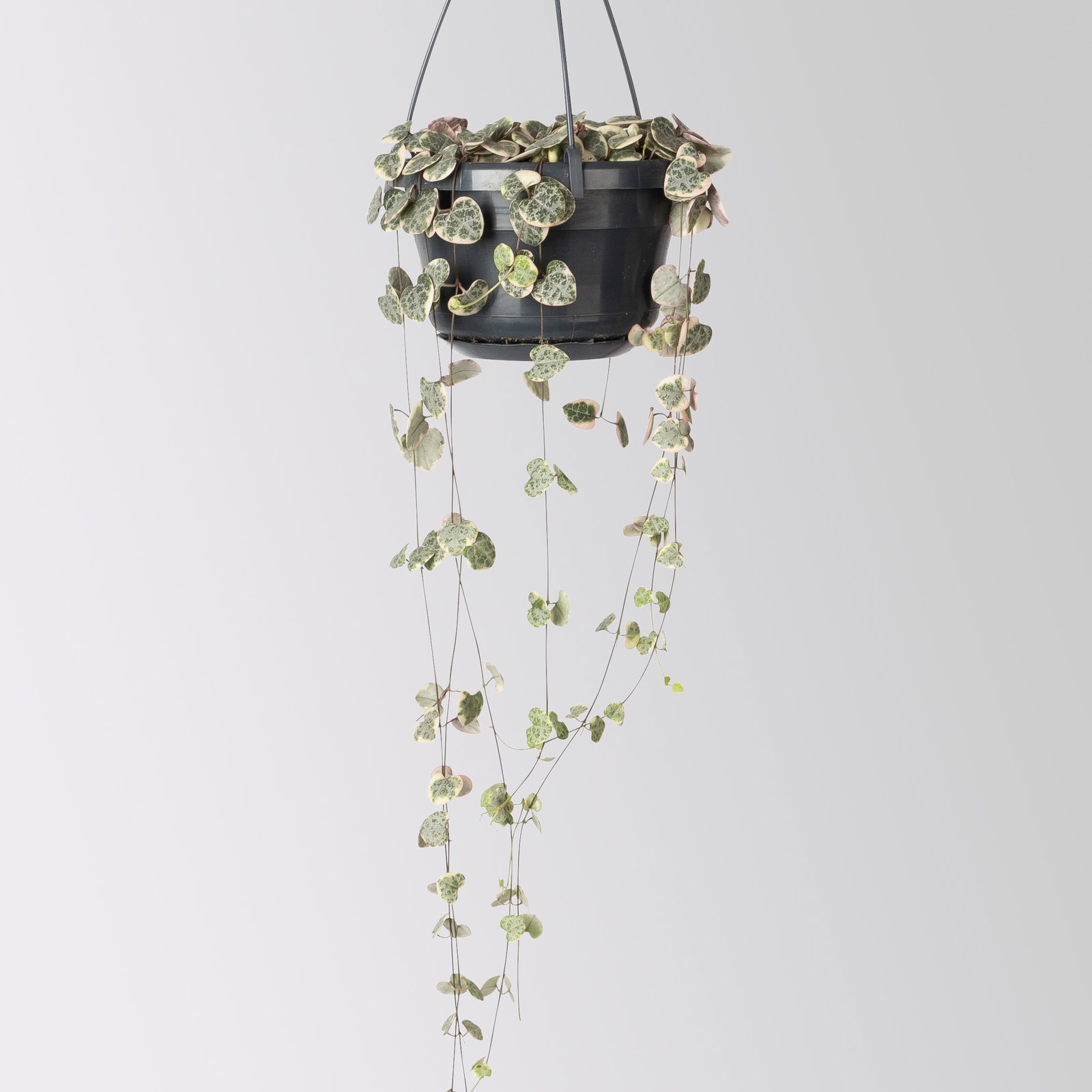 Grünpflanzen-Set Rapunzel, Hängeampel-Ø 14 cm, 2 Pflanzen Grünpflanzen-Set Rapunzel, Hängeampel-Ø 14 cm, 2 Pflanzen