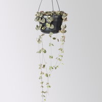 Grünpflanzen-Set Rapunzel, Hängeampel-Ø 14 cm, 2 Pflanzen Grünpflanzen-Set Rapunzel, Hängeampel-Ø 14 cm, 2 Pflanzen