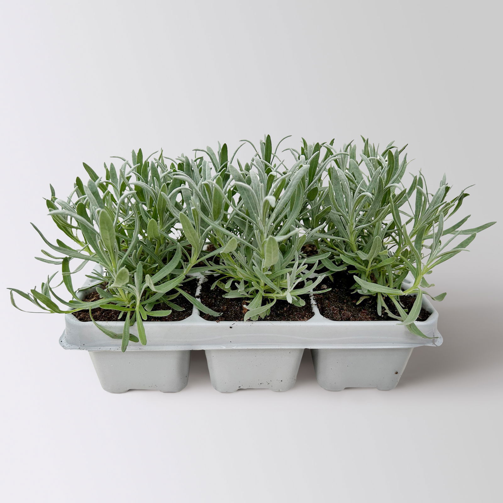 Lavendel, weiß, Ballen-Ø ca. 7 cm, 3x 6 Pflanzen im Tray