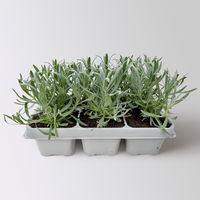Lavendel, weiß, Ballen-Ø ca. 7 cm, 3x 6 Pflanzen im Tray