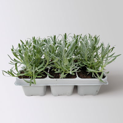 Lavendel, weiß, Ballen-Ø ca. 7 cm, 3x 6 Pflanzen im Tray Lavendel, weiß, Ballen-Ø ca. 7 cm, 3x 6 Pflanzen im Tray