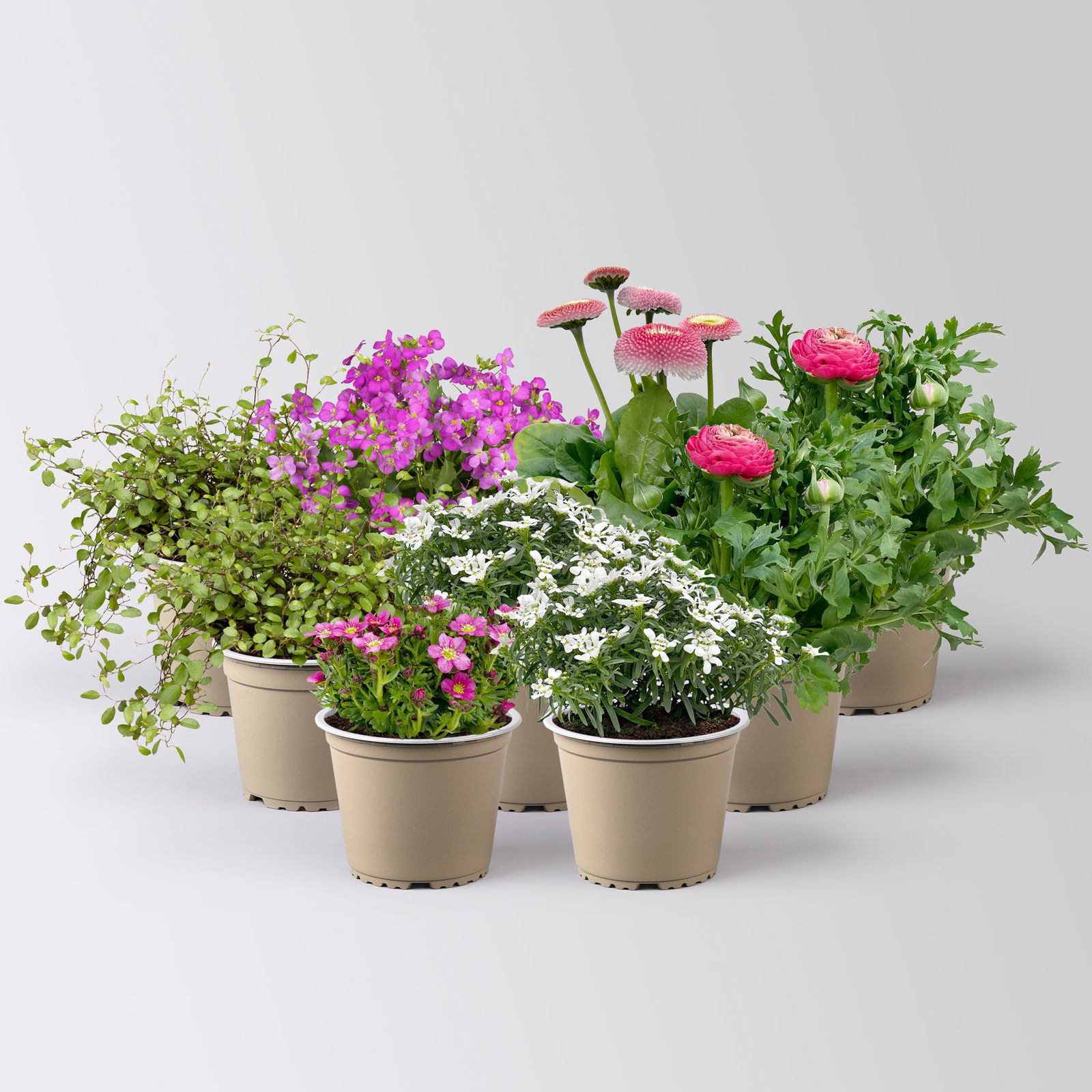 Pflanzenkreation Gartenromantik, rosa-pink-weiß, 9 Pflanzen Pflanzenkreation Gartenromantik, rosa-pink-weiß, 9 Pflanzen