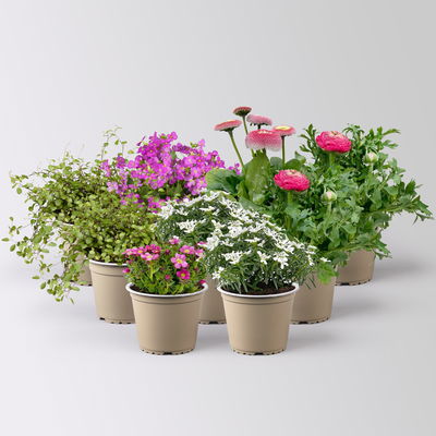 Pflanzenkreation Gartenromantik, rosa-pink-weiß, 9 Pflanzen Pflanzenkreation Gartenromantik, rosa-pink-weiß, 9 Pflanzen