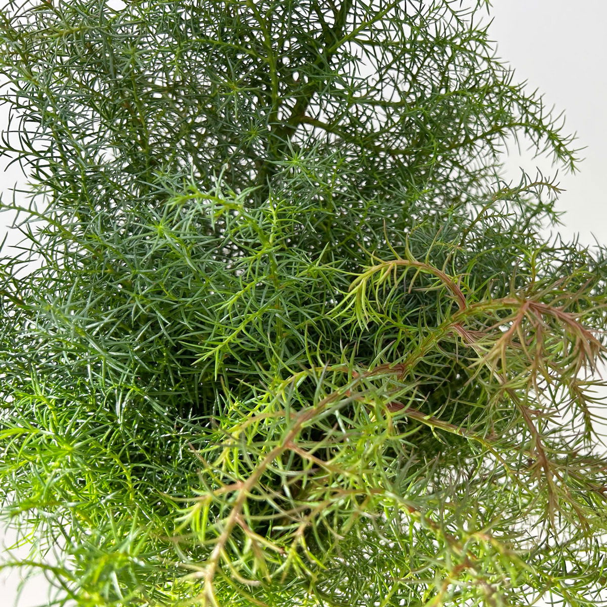 Sicheltanne im Handbund, 3 Bund Sicheltanne im Handbund, 3 Bund