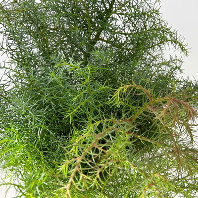 Sicheltanne im Handbund, 3 Bund Sicheltanne im Handbund, 3 Bund