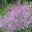 Wiesenraute, hellviolett, Topf 11x11 cm, 3 Pflanzen